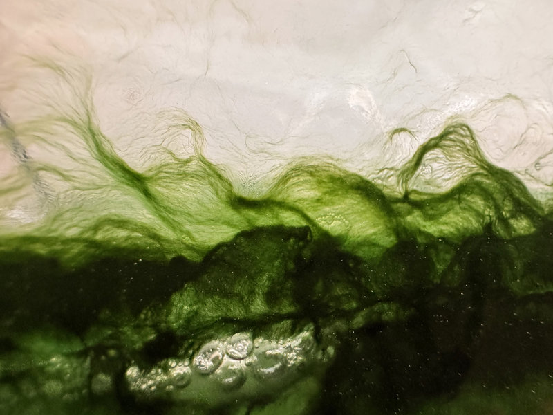 #1 F.Peluso -Detail of Spirulina micro algae from Fara Peluso experiment and culture 2025_klein