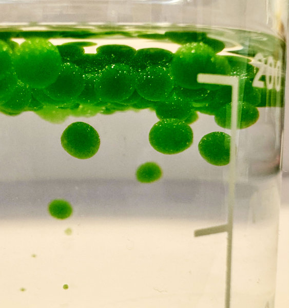 #2-Synthenesis-©Fara-Peluso-2025-Spirulina-spherification_klein
